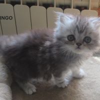 Magnifique chaton persan male loof a reserver #2