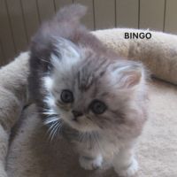 Magnifique chaton persan male loof a reserver #3