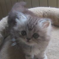 Magnifique chaton persan male loof a reserver #5