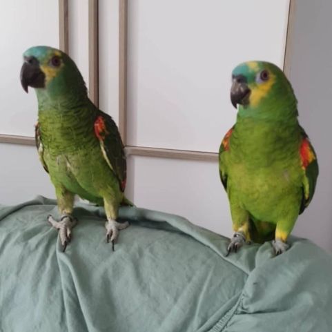 Un couple d'amazones à front bleu à vendre