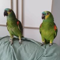 Un couple d'amazones à front bleu à vendre