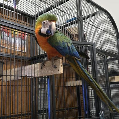 Catalina hybrid male