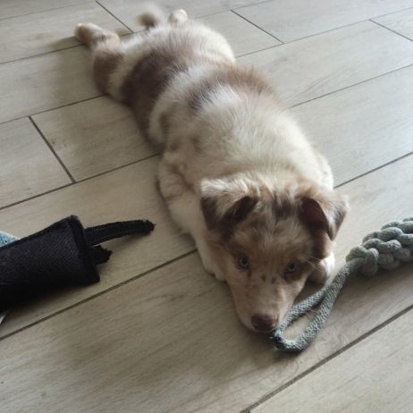 Chiot berger australien  disponible #1