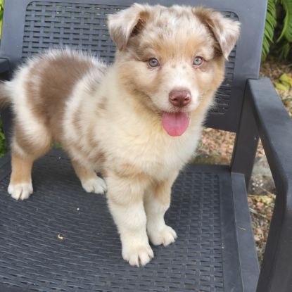 Chiot berger australien  disponible