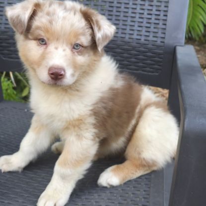 Chiot berger australien  disponible #3