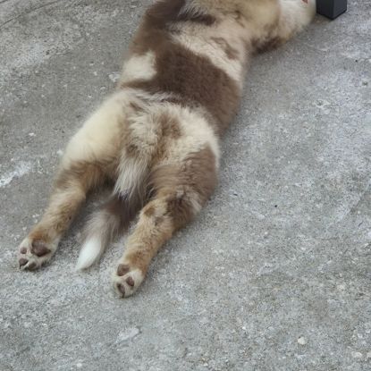 Chiot berger australien  disponible #4