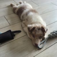 Chiot berger australien  disponible #1