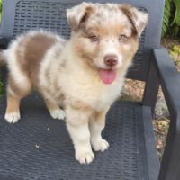 Chiot berger australien  disponible #0