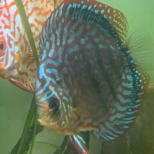 A vendre discus #1