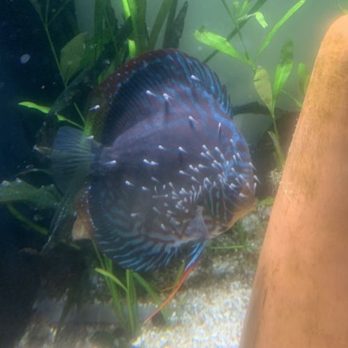 A vendre discus #3