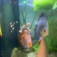 A vendre discus #2