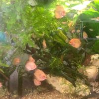 A vendre discus #0
