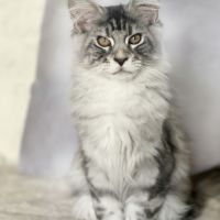 Chatons mainecoon