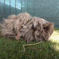 Cochon d'inde lunkarya #4