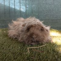 Cochon d'inde lunkarya #5