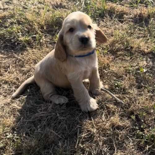 Chiots cocker spaniel anglais lof #3