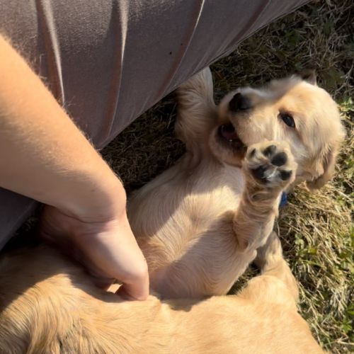 Chiots cocker spaniel anglais lof