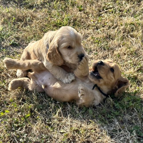 Chiots cocker spaniel anglais lof #6