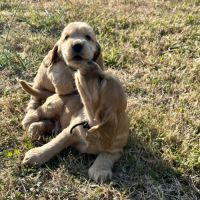 Chiots cocker spaniel anglais lof #1