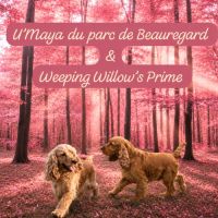 Chiots cocker spaniel anglais lof #2