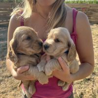 Chiots cocker spaniel anglais lof #4