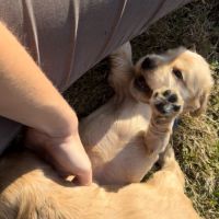Chiots cocker spaniel anglais lof