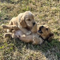Chiots cocker spaniel anglais lof #6