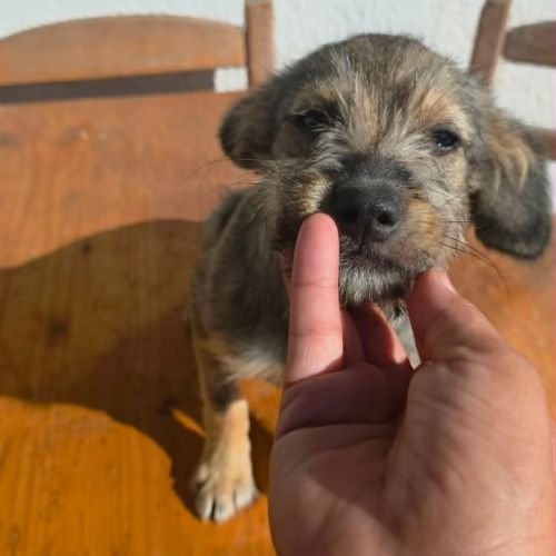 Micu petit chiot roumain à l'adoption