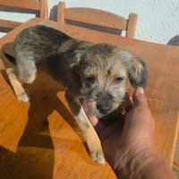 Micu petit chiot roumain à l'adoption #1