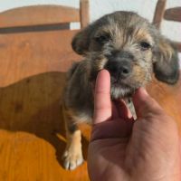 Micu petit chiot roumain à l'adoption #0