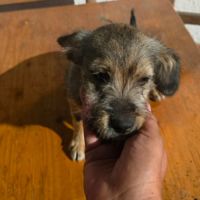 Micu petit chiot roumain à l'adoption #3