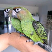 Magnifiques bébés perroquets jardines élevés main #1