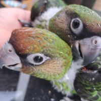 Magnifiques bébés perroquets jardines élevés main #2