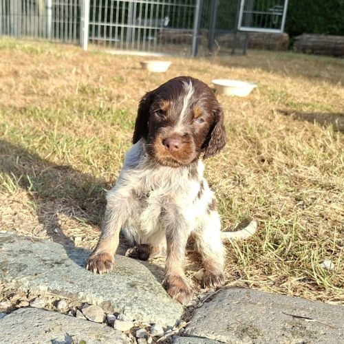 Chiots epagneul picard lof #1