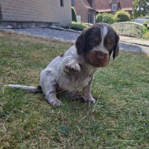Chiots epagneul picard lof #2