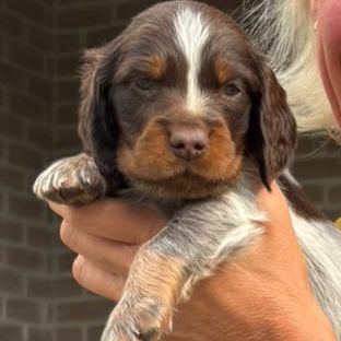 Chiots epagneul picard lof