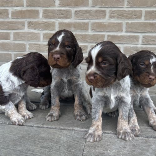 Chiots epagneul picard lof #6