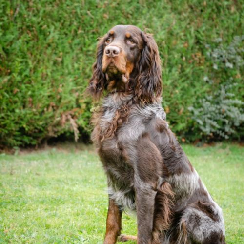 Chiots epagneul picard lof #7