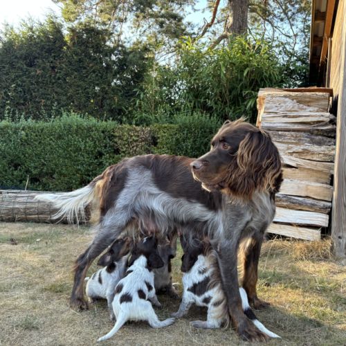 Chiots epagneul picard lof #8