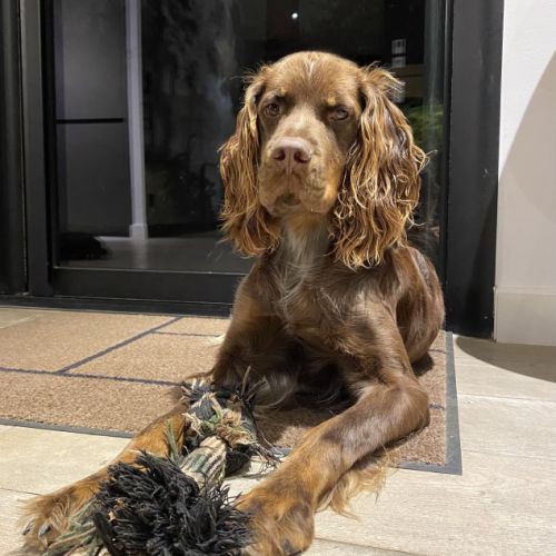 Chiots epagneul picard lof #9