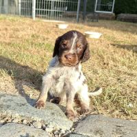 Chiots epagneul picard lof #1