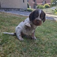 Chiots epagneul picard lof #2