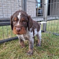 Chiots epagneul picard lof #3