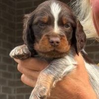 Chiots epagneul picard lof