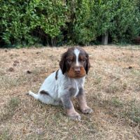 Chiots epagneul picard lof #5