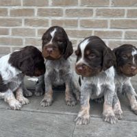 Chiots epagneul picard lof #6