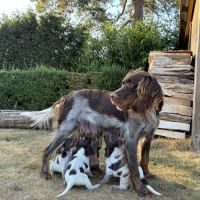 Chiots epagneul picard lof #8