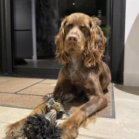 Chiots epagneul picard lof #9