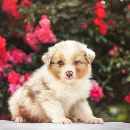 Chiots bergers australiens #2