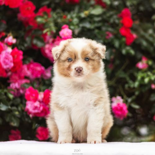 Chiots bergers australiens #3